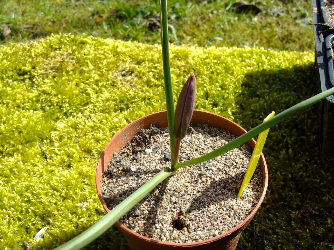 Tulipano 10