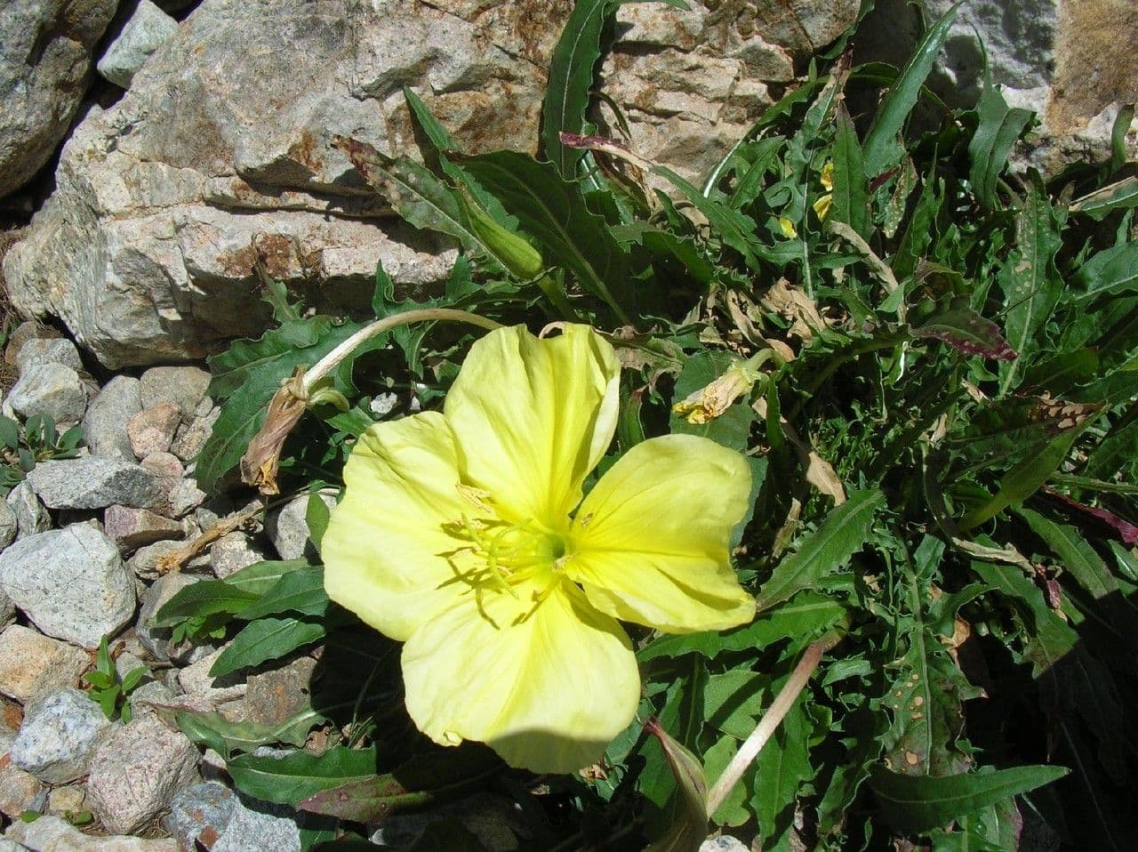 Enagra gialla 3