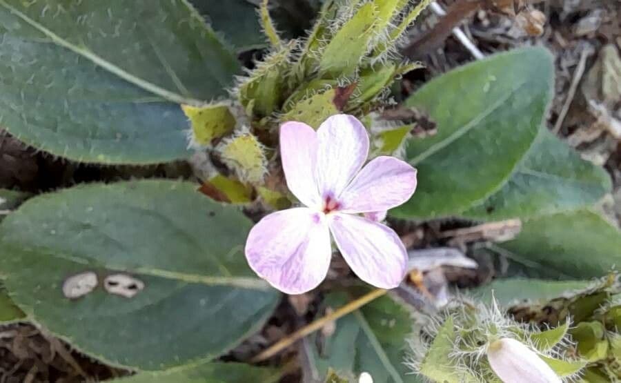 Stenandrium dulce 5