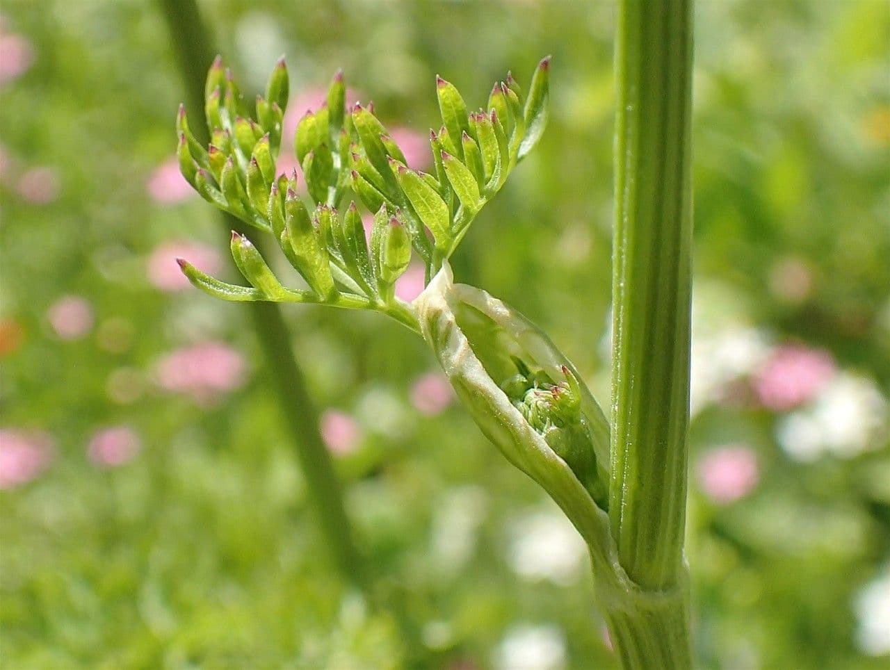 Ferula 7