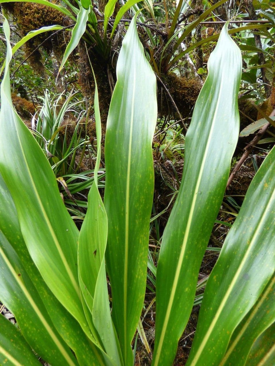 Cordyline mauritiana 18