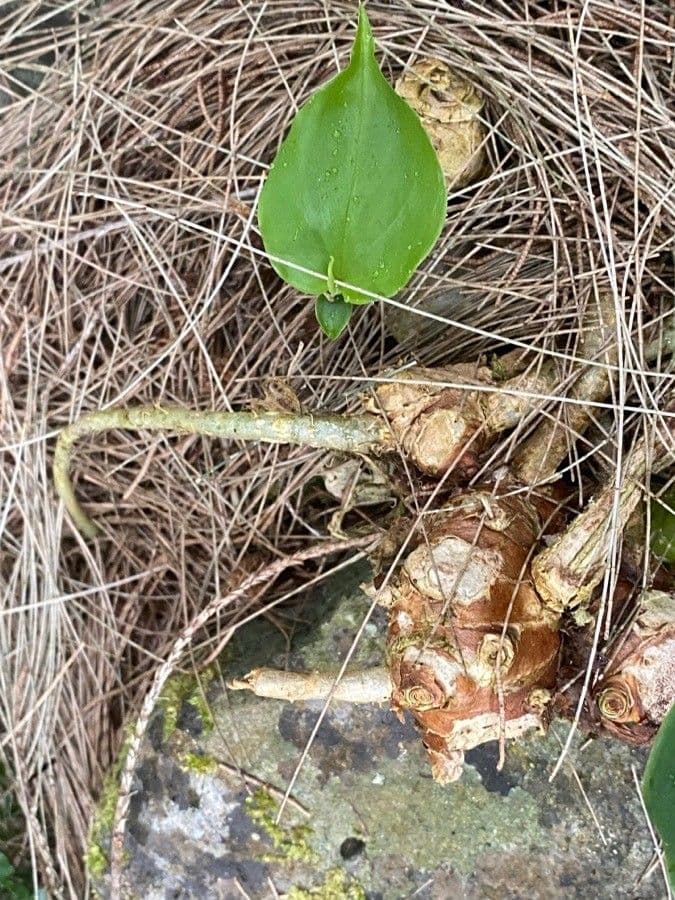 Zázvorník gardnerov 28