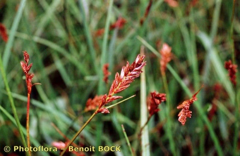 Lisca compressa 17