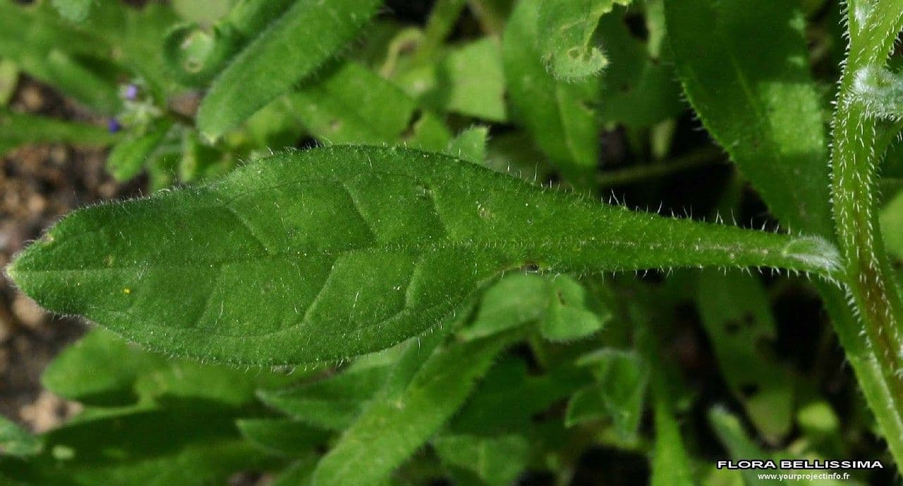 Lappola aspera 16