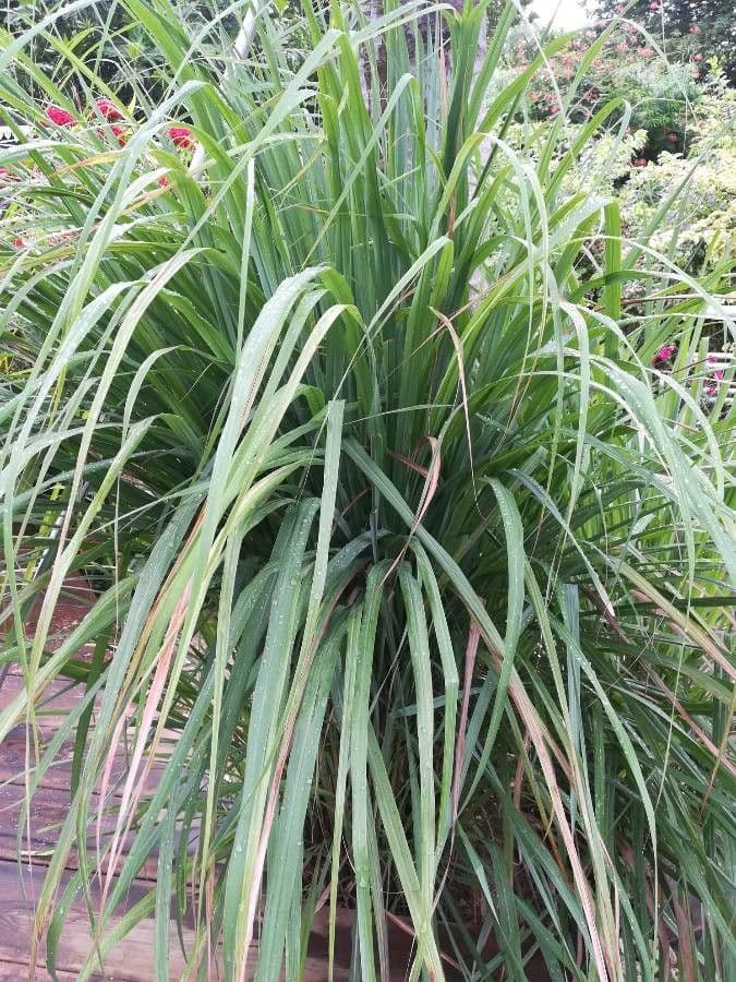 Cymbopogon nardus 6