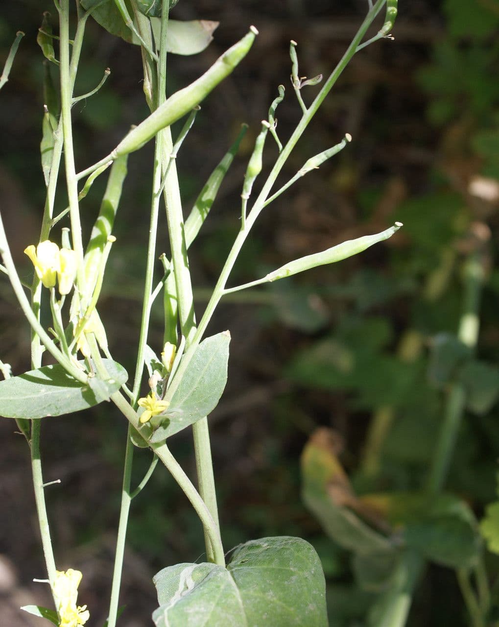 Conringia orientale 2