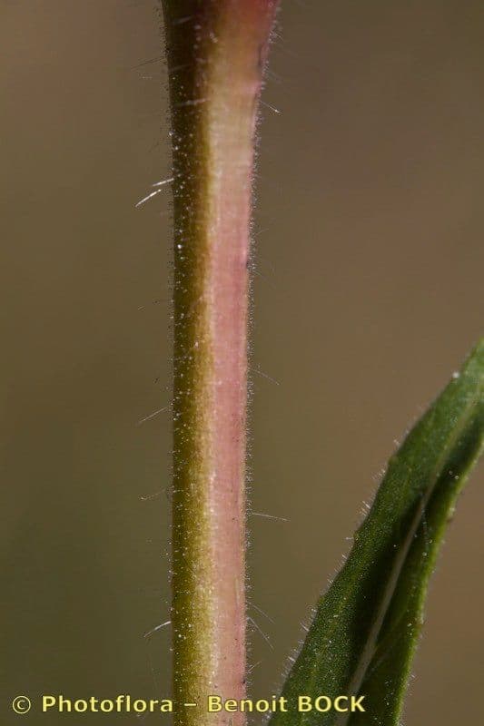 Onagra stricta 21
