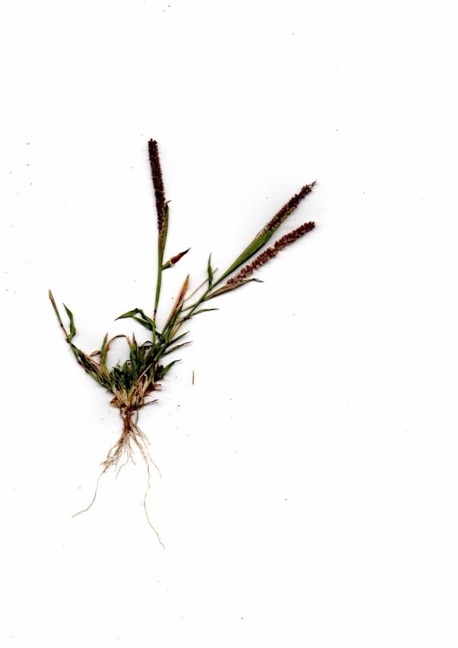 Tragus berteronianus 19