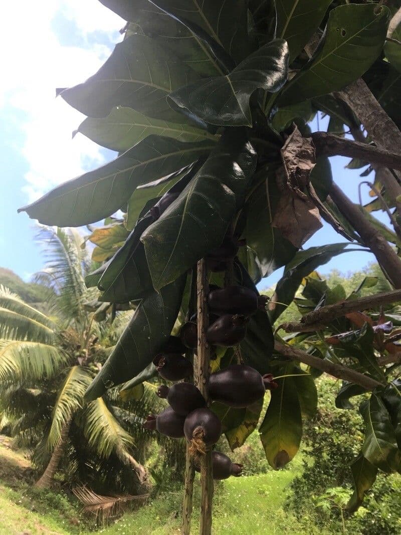 Barringtonia 8