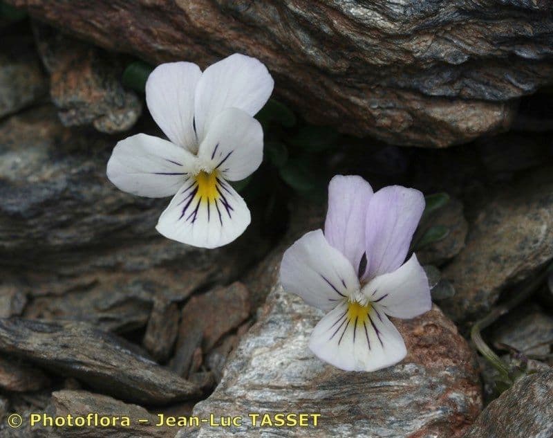 Viola 3