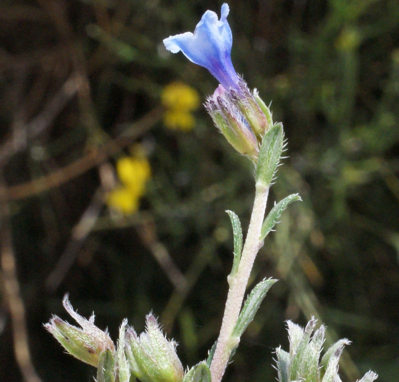 Lithodora 2