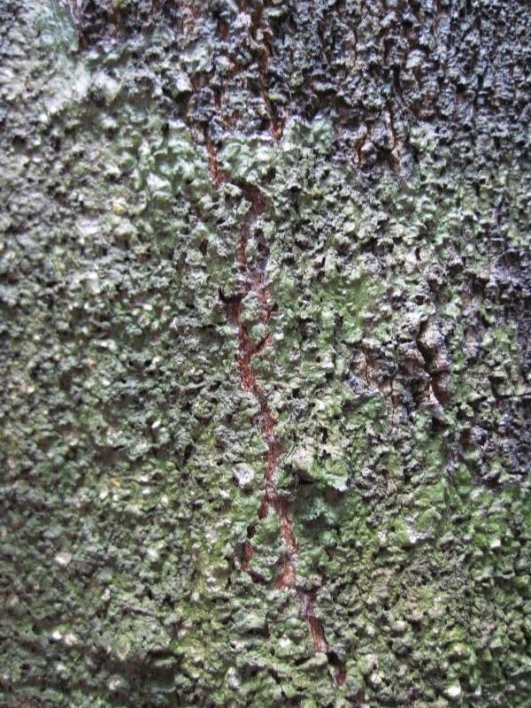 Cupania 5