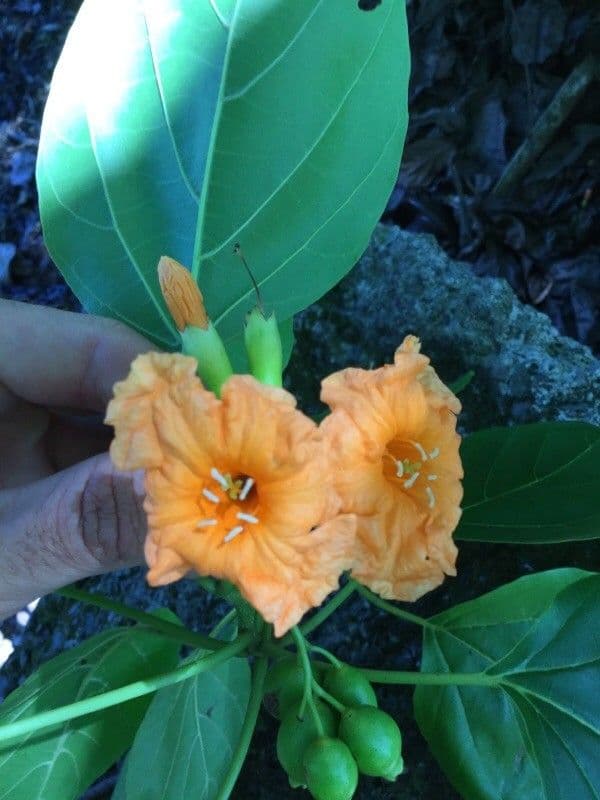 Cordia subcordata 7