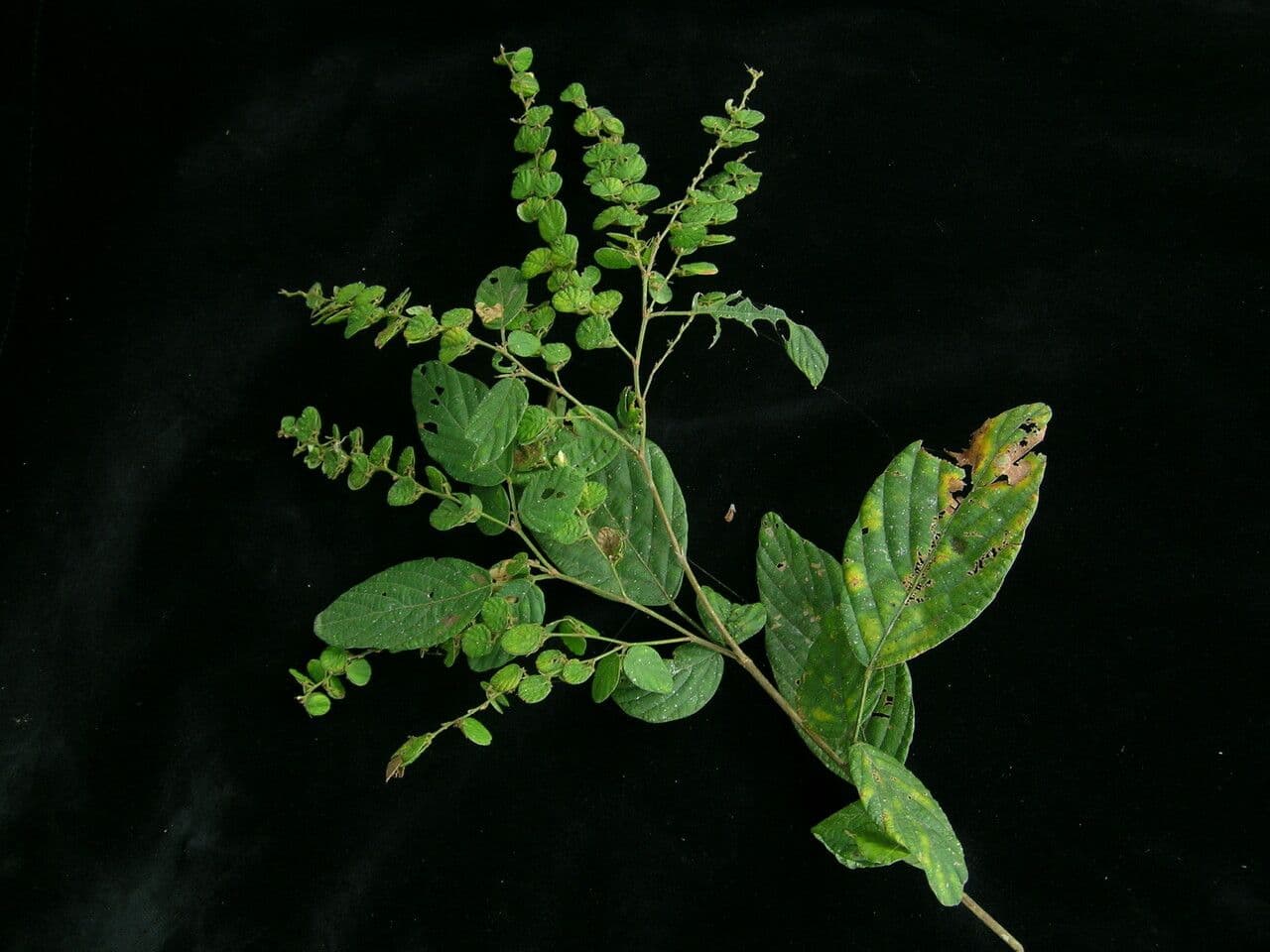 Phyllodium 3