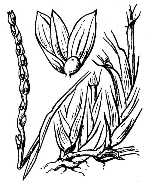 Erba pimento 29