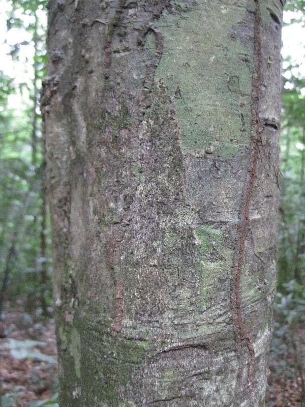 Leptobalanus 8