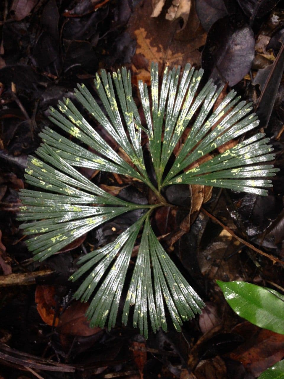 Schizaea 7