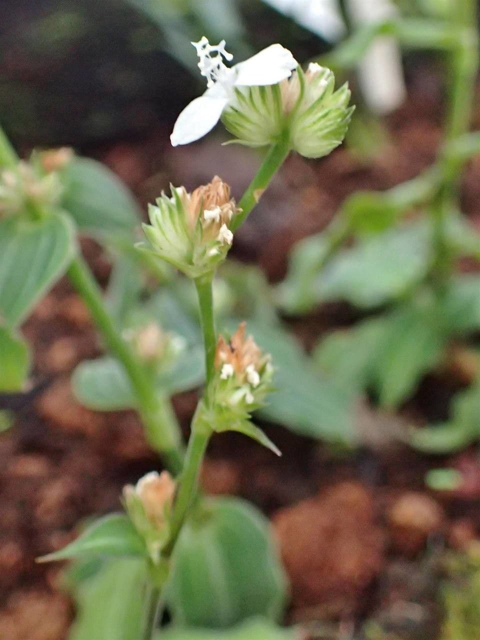 Callisia 6
