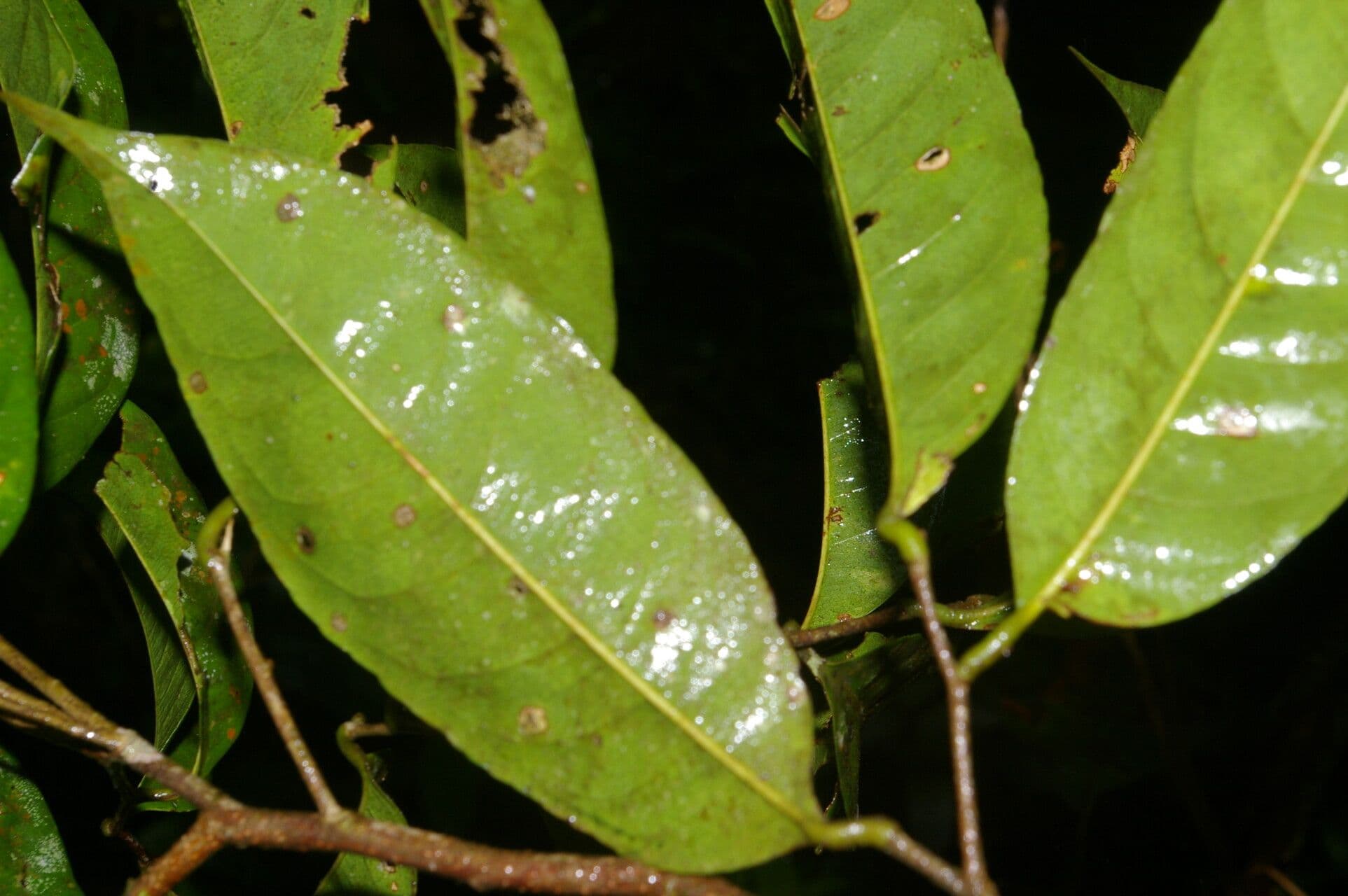 Eschweilera 9