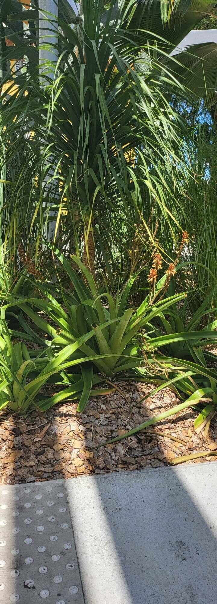 Aloe 14