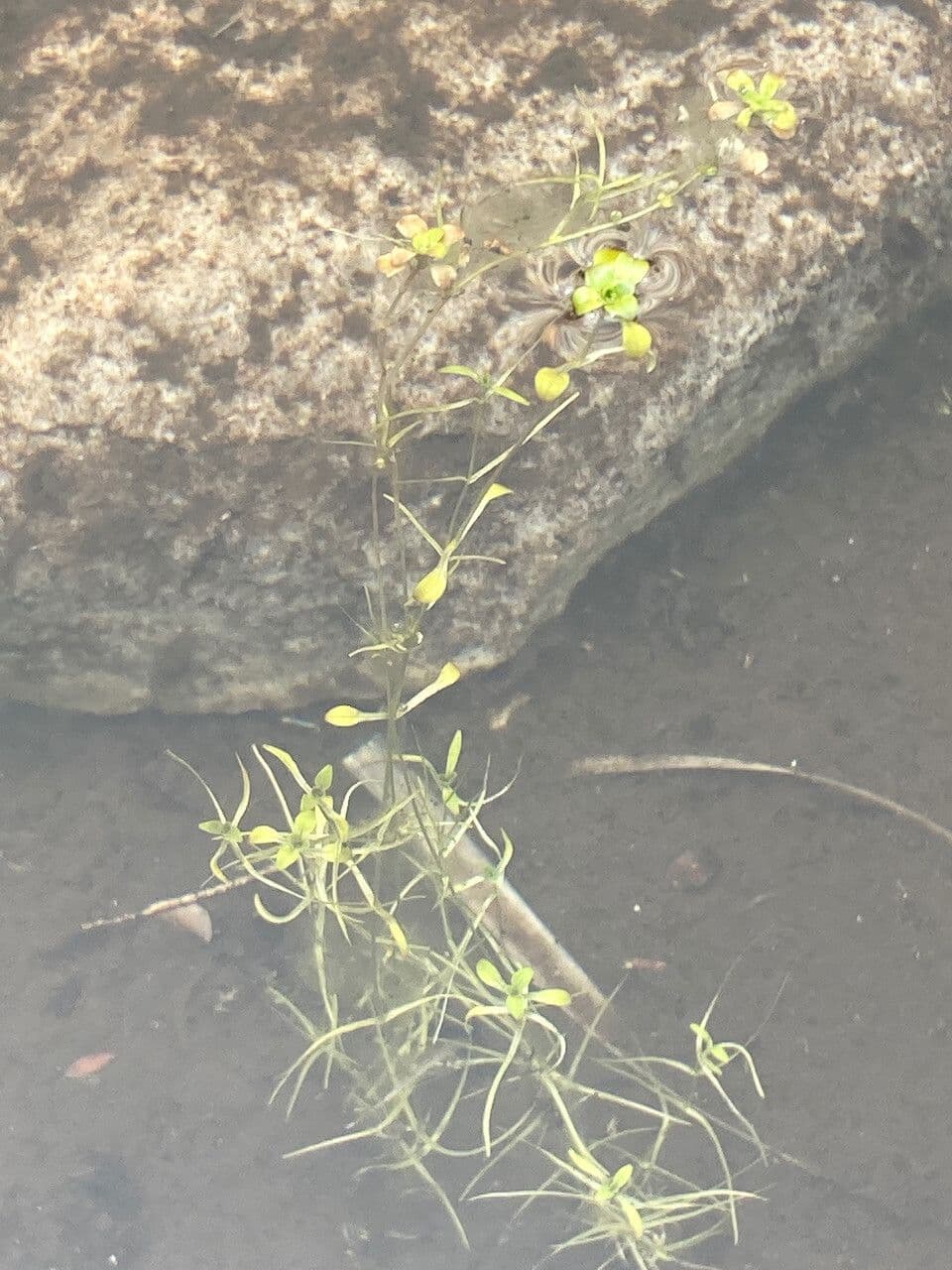 Callitriche