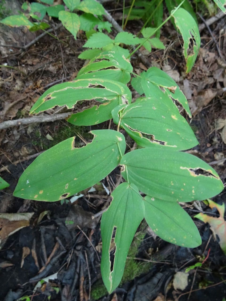 Uvularia perfoliata 15