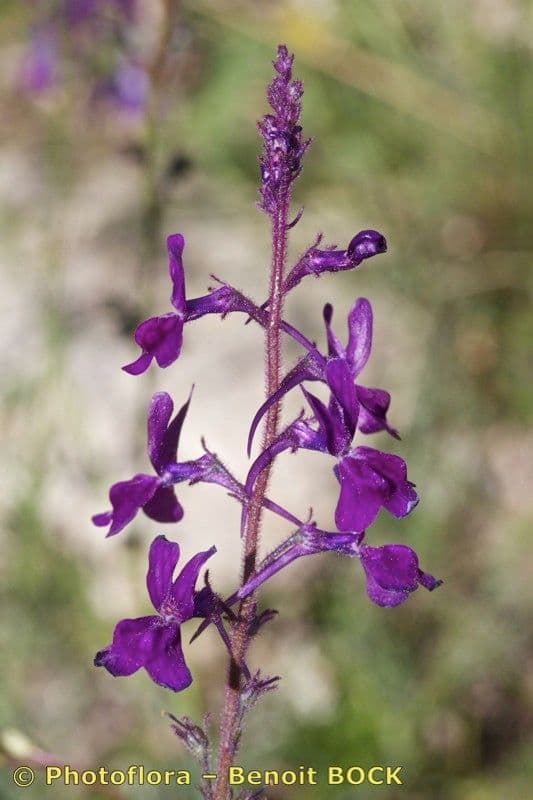 Linaria 18