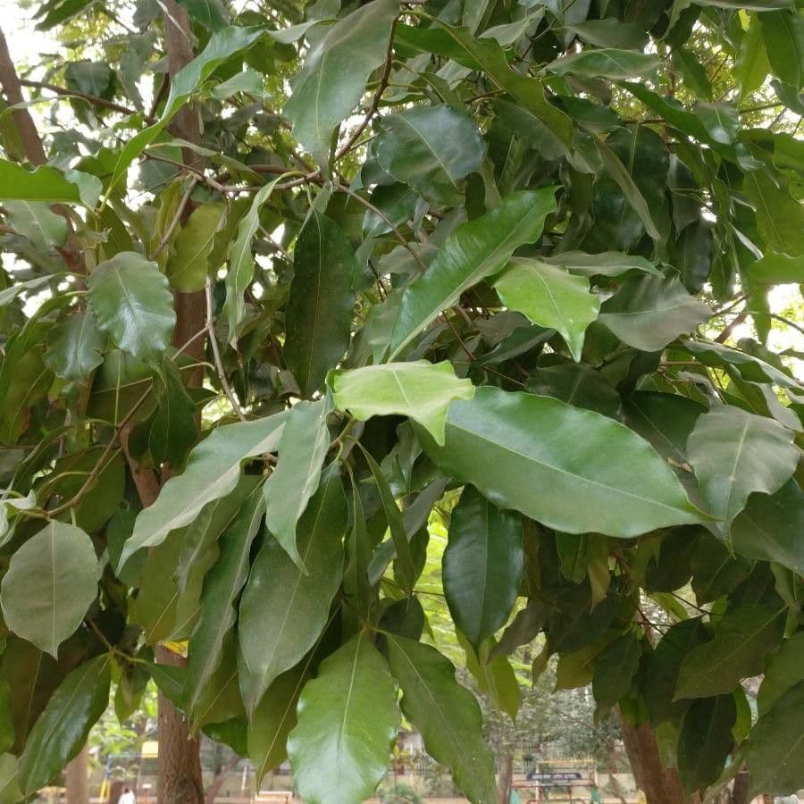 Asoka 10