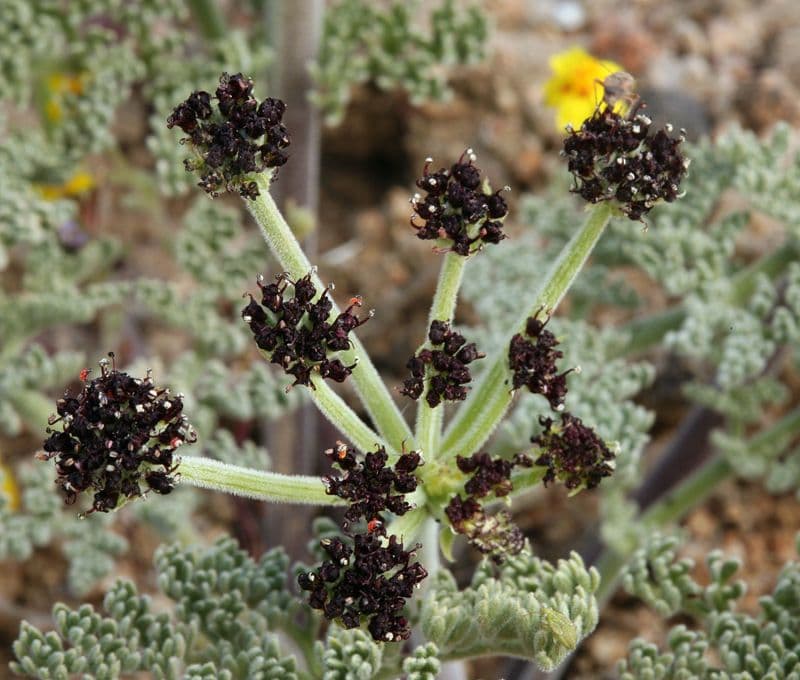 Lomatium mohavensis 4