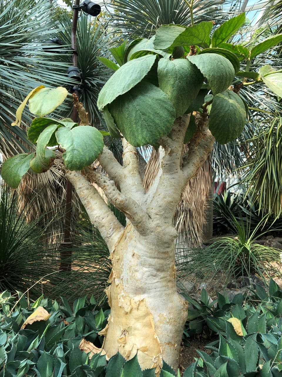 Cyphostemma 2