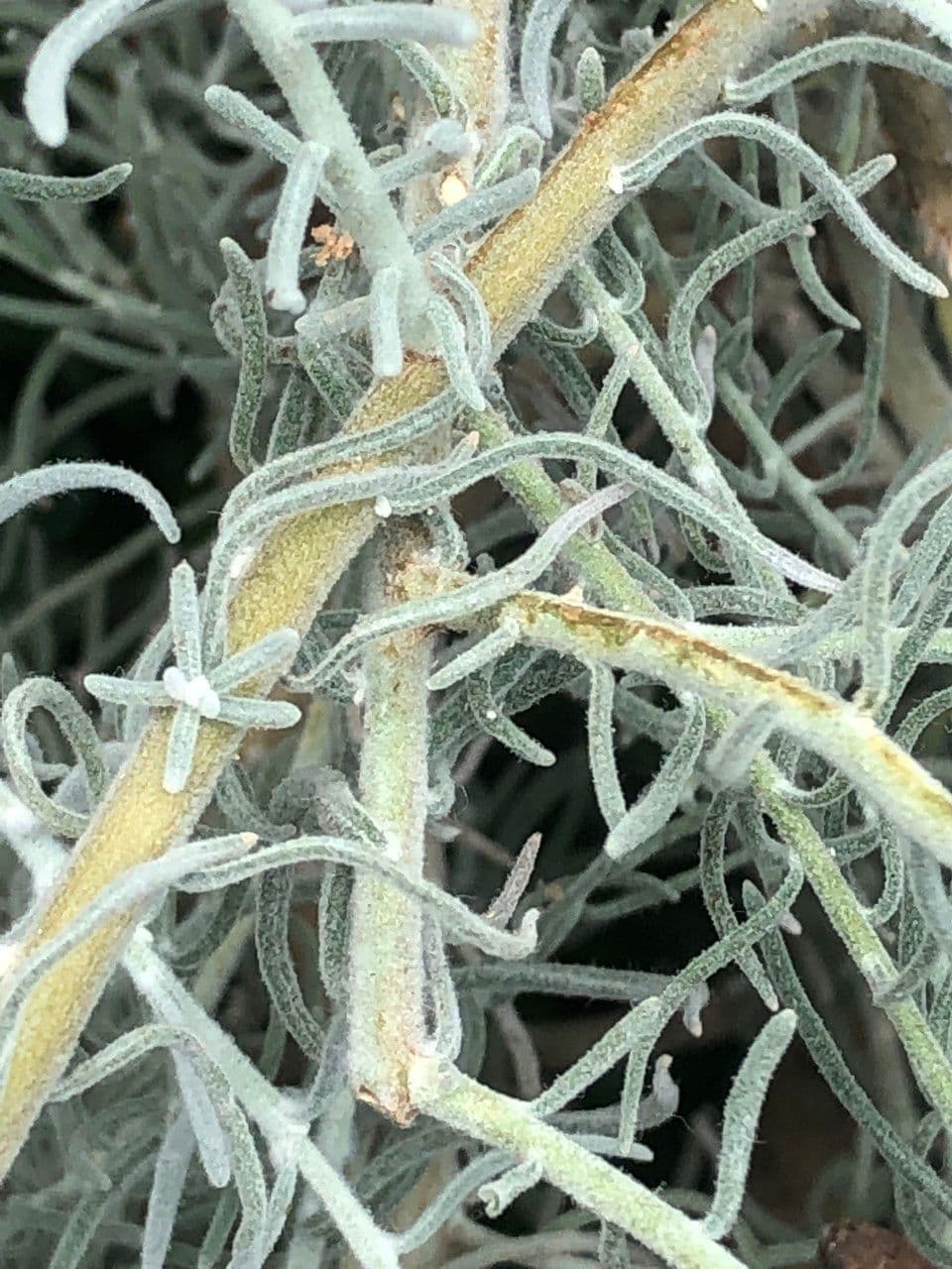 Eremophila 19