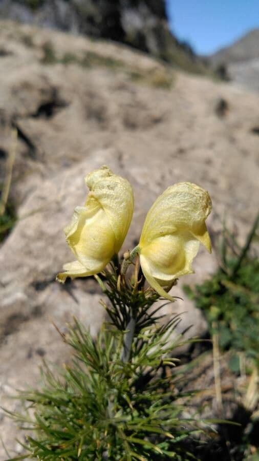 Aconito anthora 10