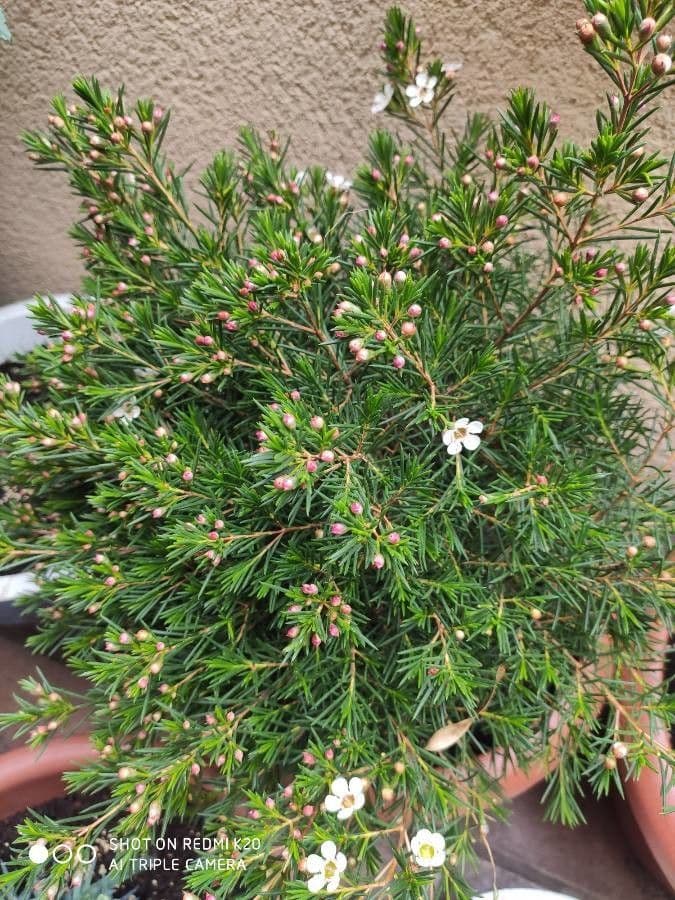 Chamelaucium uncinatum 12