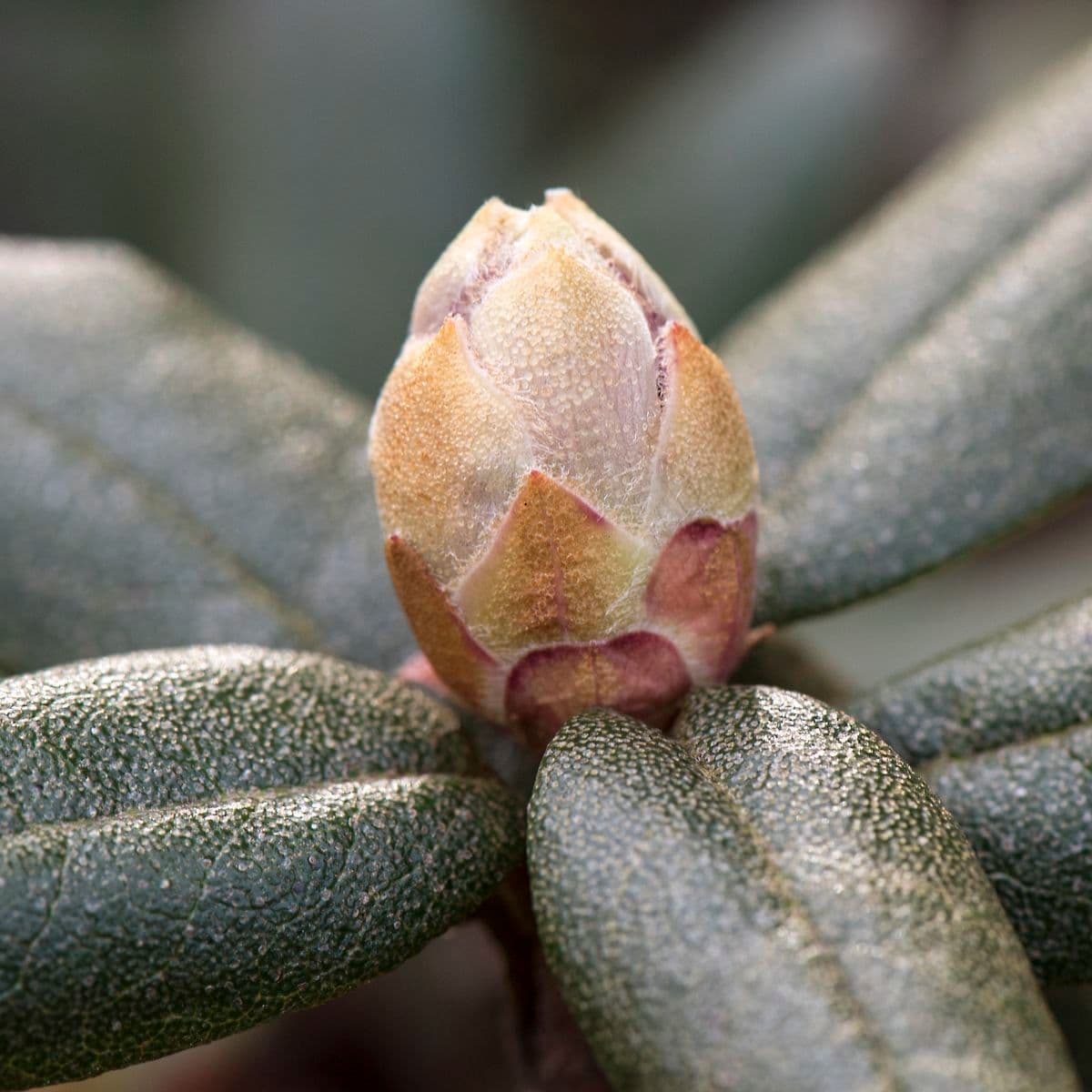 Rododendro 16