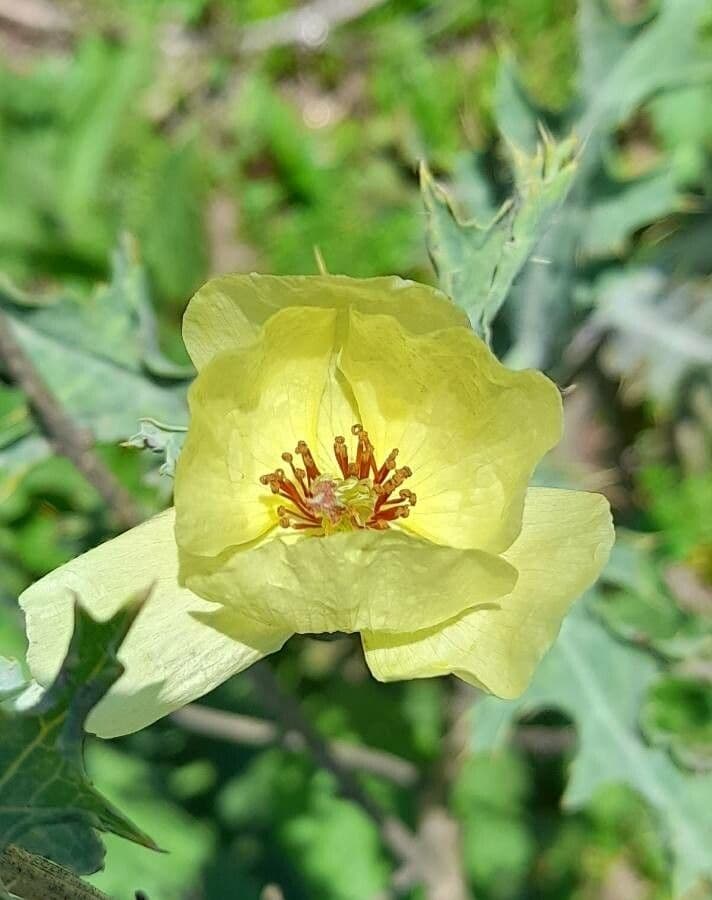 Argemone 5