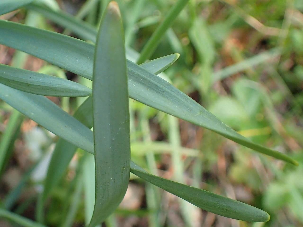Narciso selvatico 19