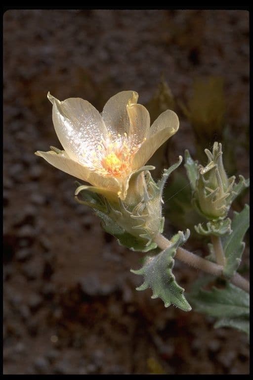 Mentzelia involucrata 2