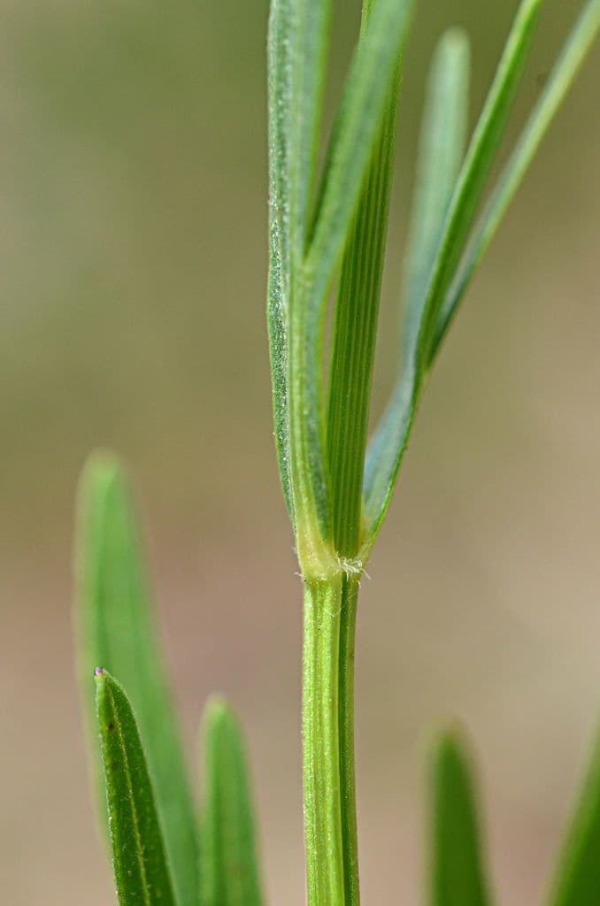 Coreopsis palmata 16