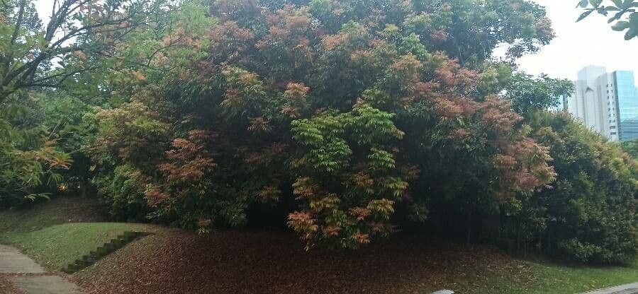 Amesiodendron