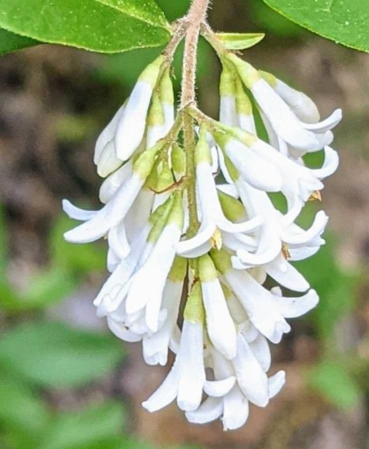 Border privet 4