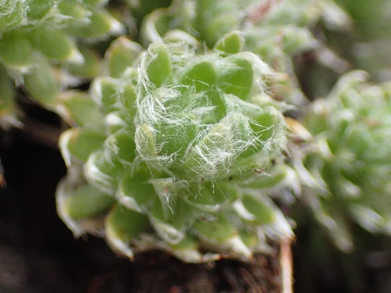 Pochybek 5