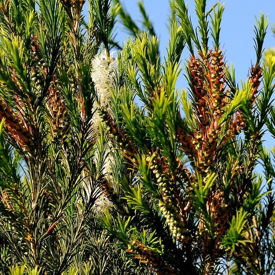 Melaleuca armillaris 13