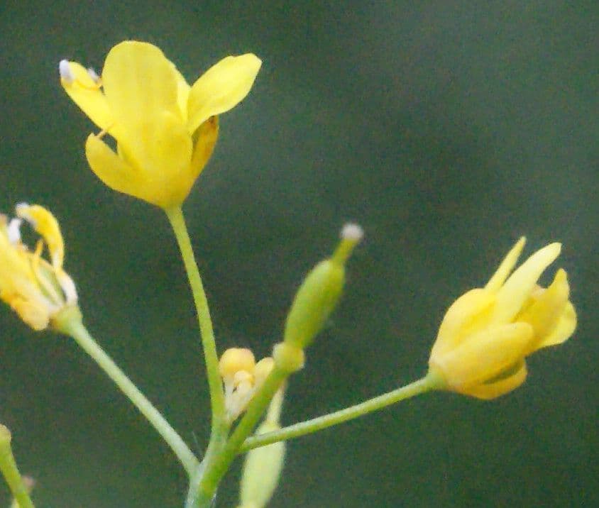 Pyrenäenkresse 6