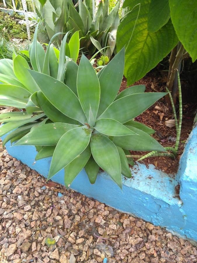 Agave lanuginosa 20