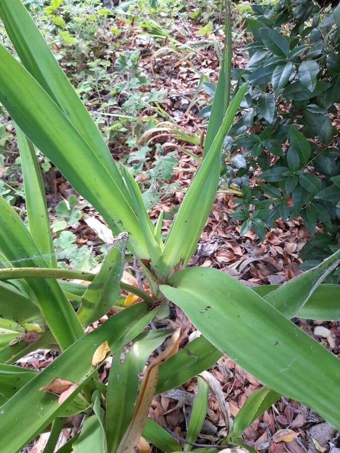 Florida swamp-lily 15