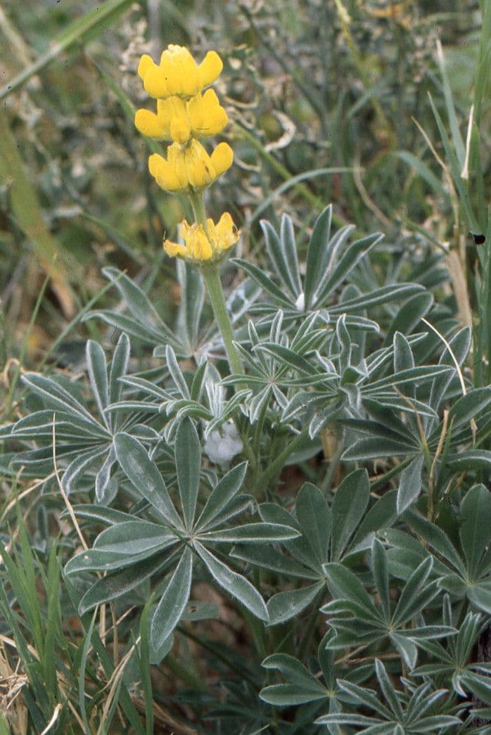Gelbe Lupine 25