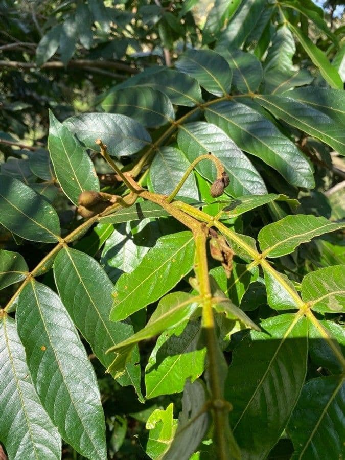 Inga sessilis 6