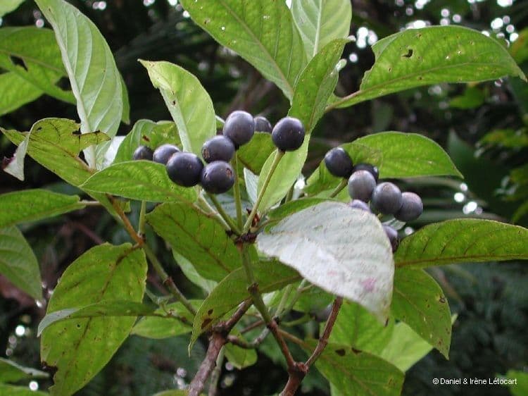Psychotria 3