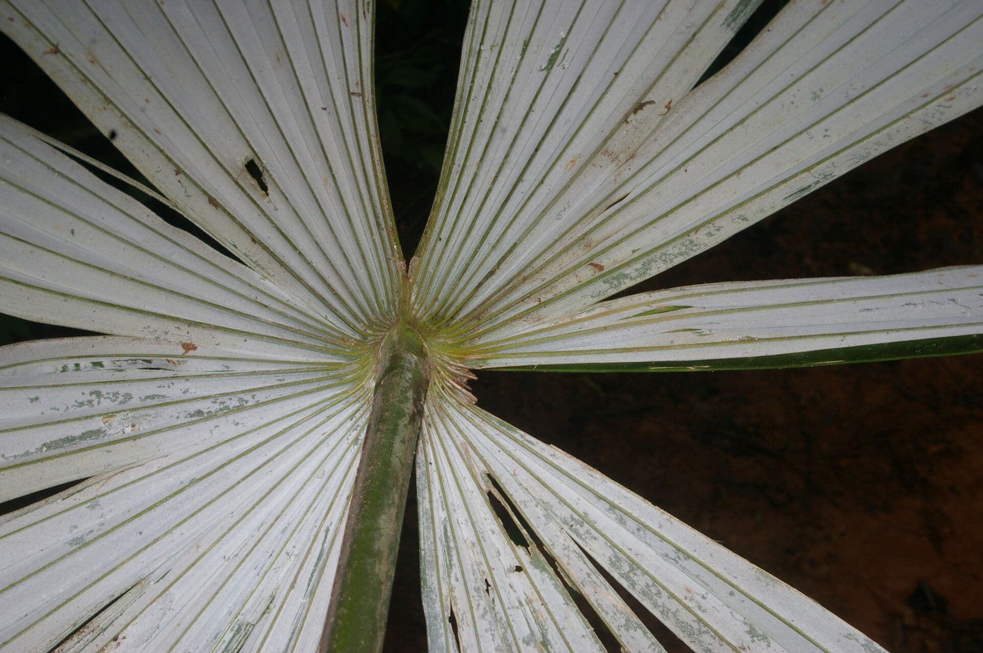 Cryosophila