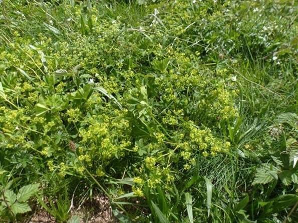 Alchemilla 2